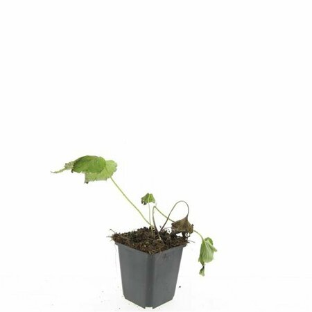 Anemone hybrida 'Honorine Jobert' P9 - afbeelding 3