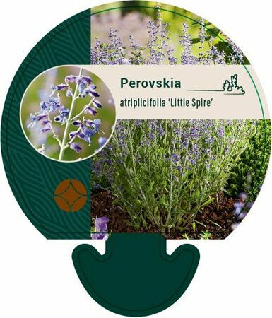 Perovskia atripliifolia 'Little Spire' P9 - afbeelding 2