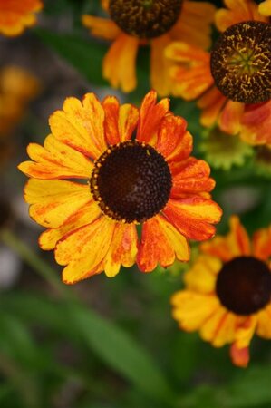 Helenium 'Sahin's Early Flowerer' P9 - afbeelding 4