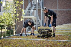 Sedum Mobiroof 50 x 50 x 8 cm - afbeelding 3