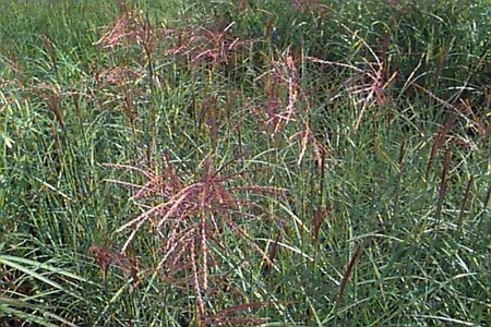 Miscanthus sinensis 'Ferner Osten' C1.5 - afbeelding 1