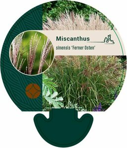 Miscanthus sinensis 'Ferner Osten' C1.5 - afbeelding 3