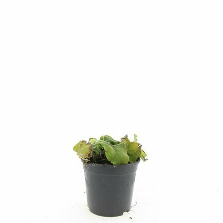 Phlomis russeliana P9 - afbeelding 3