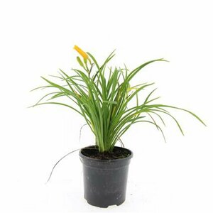 Hemerocallis 'Stella de Oro' P9 - afbeelding 2