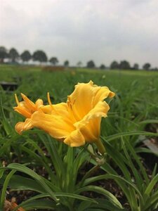 Hemerocallis 'Stella de Oro' P9 - afbeelding 10