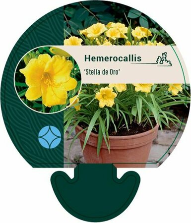 Hemerocallis 'Stella de Oro' P9 - afbeelding 9