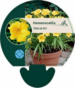 Hemerocallis 'Stella de Oro' P9 - afbeelding 9