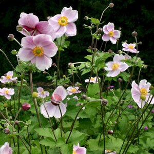 Anemone hybrida 'Richard Ahrens' P9 - afbeelding 1