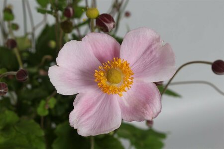 Anemone hybrida 'Richard Ahrens' P9 - afbeelding 2