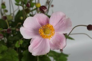 Anemone hybrida 'Richard Ahrens' P9 - afbeelding 2