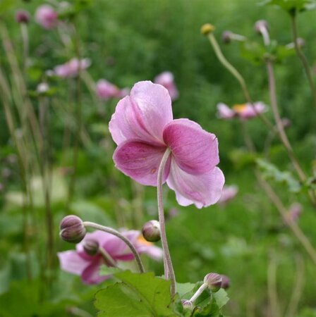 Anemone hybrida 'Richard Ahrens' P9 - afbeelding 3