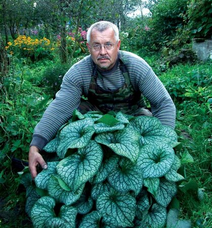 Brunnera macrophylla 'Alexander's Great' P9 - afbeelding 1