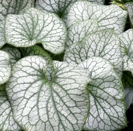 Brunnera macrophylla 'Alexander's Great' P9 - afbeelding 5