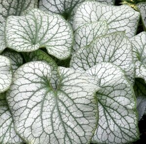 Brunnera macrophylla 'Alexander's Great' P9 - afbeelding 5