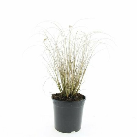 Pennisetum alopecuroides 'Hameln' P9 - afbeelding 6