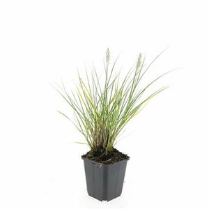 Pennisetum alopecuroides 'Hameln' P9 - afbeelding 19