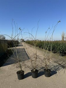 Crataegus monogyna 80/100 W. - afbeelding 5