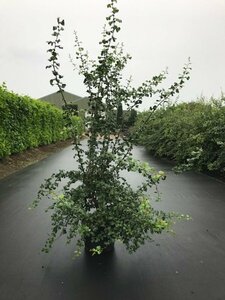 Crataegus monogyna 80/100 W. - afbeelding 4