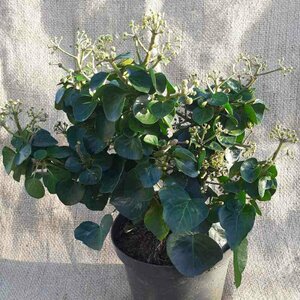 Hedera hibernica 'Arbori Compact' 25/30 C.
