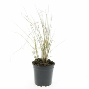 Calamagrostis acutiflora 'Karl Foerster' P9 - afbeelding 4