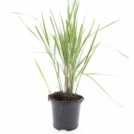 Calamagrostis acutiflora 'Karl Foerster' P9 - afbeelding 2