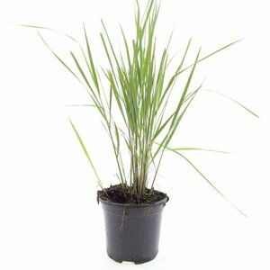 Calamagrostis acutiflora 'Karl Foerster' P9 - afbeelding 2