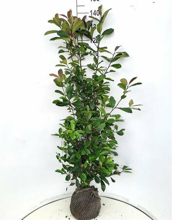 Photinia fraseri 'Red Robin' 60/80 C. - afbeelding 5