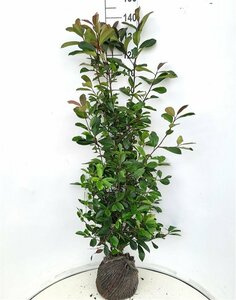 Photinia fraseri 'Red Robin' 60/80 C. - afbeelding 5