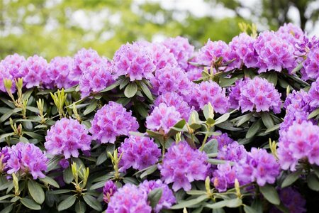 Rhododendron 'Catawbiense Grandiflorum' 50/60 KL. - afbeelding 1