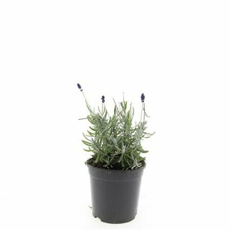 Lavandula angustifolia 'Hidcote' C2 - afbeelding 3