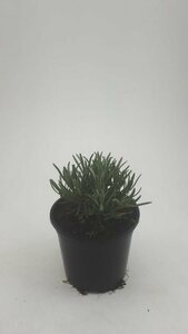 Lavandula angustifolia 'Hidcote' C2 - afbeelding 5