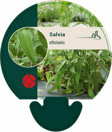 Salvia officinalis P9 - afbeelding 2