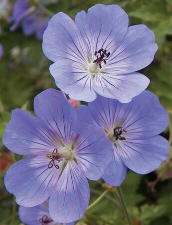 Geranium 'Rozanne' P9 - afbeelding 3