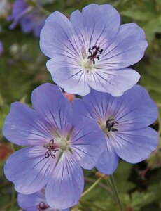 Geranium 'Rozanne' P9 - afbeelding 3