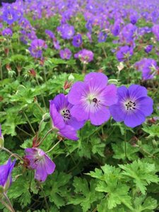 Geranium 'Rozanne' P9 - afbeelding 7