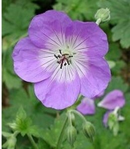 Geranium 'Rozanne' P9 - afbeelding 2