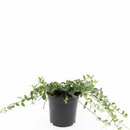 Vinca minor P9 - afbeelding 12