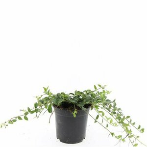 Vinca minor P9 - afbeelding 12