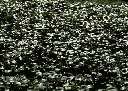 Vinca minor P9 - afbeelding 1