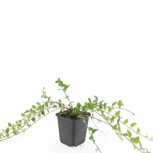 Vinca minor P9 - afbeelding 18