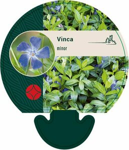 Vinca minor P9 - afbeelding 23