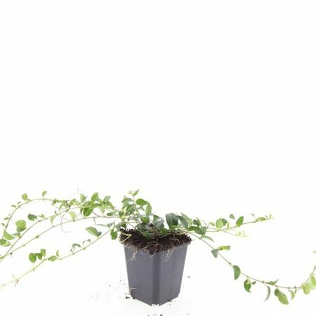 Vinca minor P9 - afbeelding 5