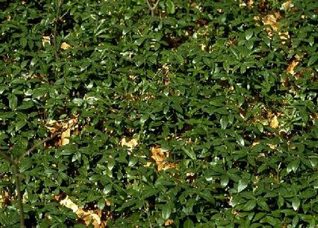 Vinca minor P9 - afbeelding 16