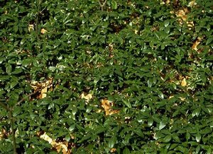 Vinca minor P9 - afbeelding 16