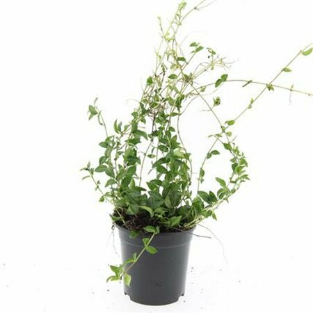 Vinca minor P9 - afbeelding 10