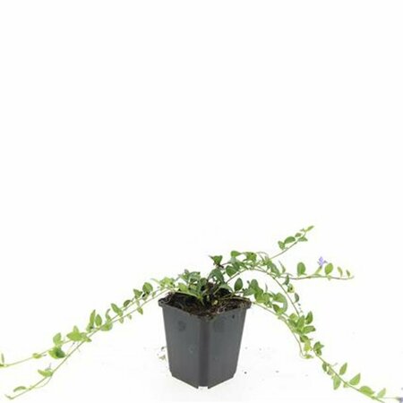 Vinca minor P9 - afbeelding 19