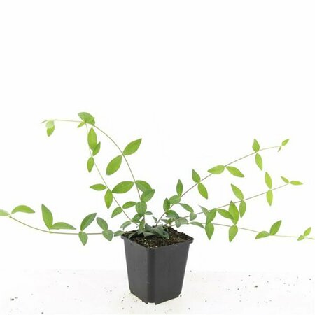 Vinca minor P9 - afbeelding 21