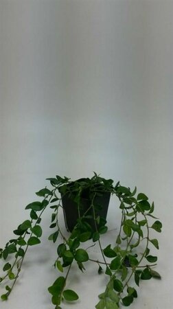 Vinca minor P9 - afbeelding 14