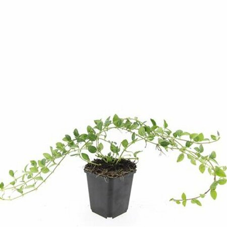 Vinca minor P9 - afbeelding 22