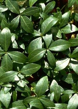 Vinca minor P9 - afbeelding 17